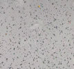 PVC Wall Panel Tile Parkle 500X7X2600MM - White Matte