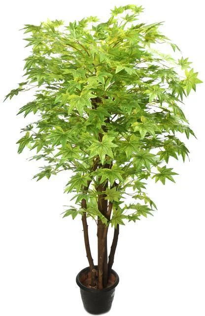 Green maple tree   150cm