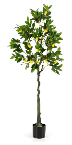 lemon  180cm