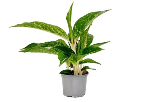 [BR-866] Cabbage leaf 55CM (comes with black base)