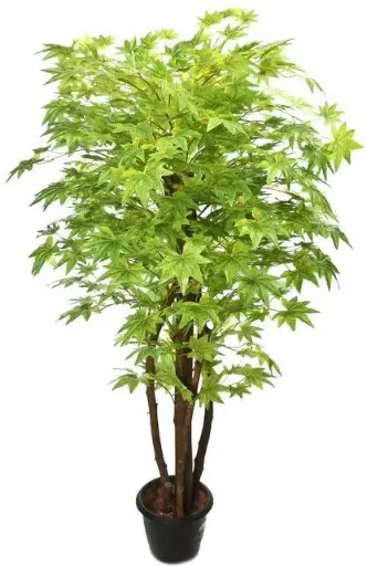 [BR-871] Green maple tree   150cm